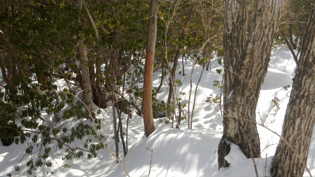 140228ニホンジカによる食害