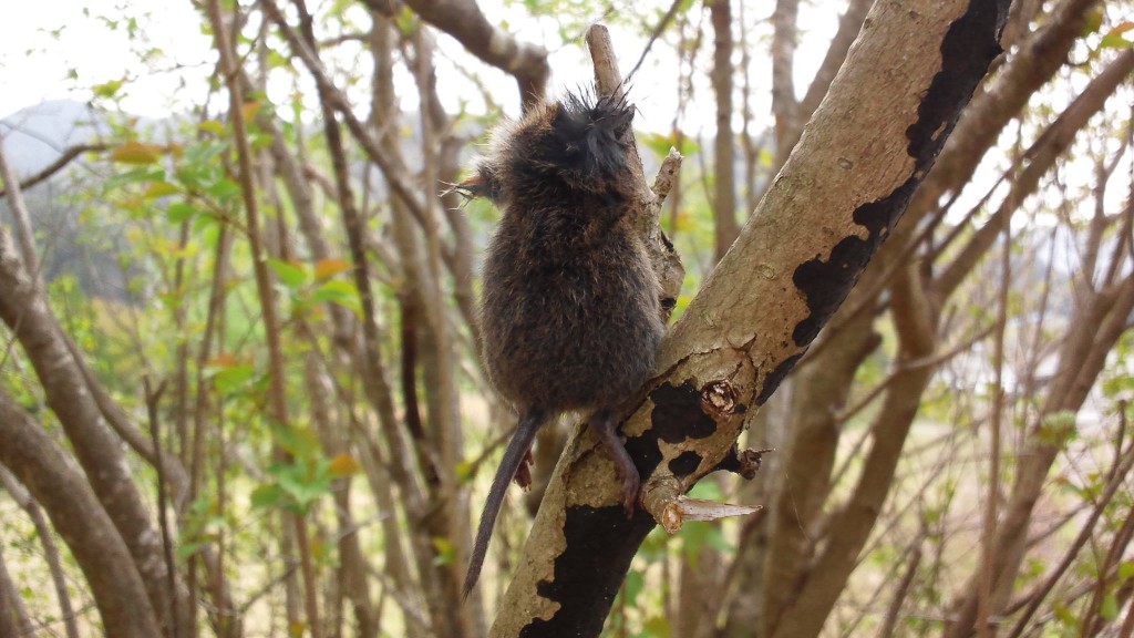 10177048_225808167611217_833100322_o