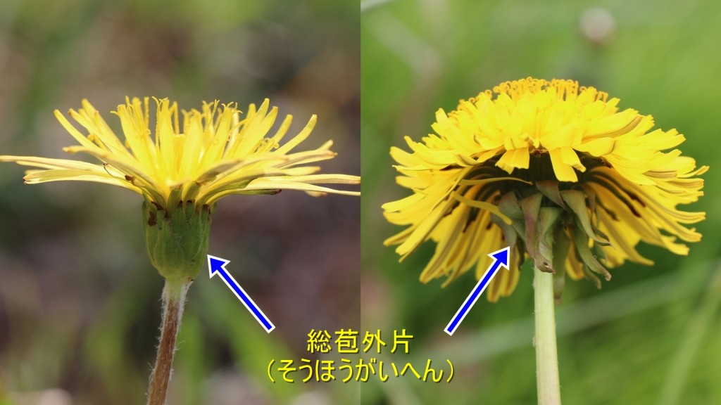 タンポポ在来種と外来種の違い