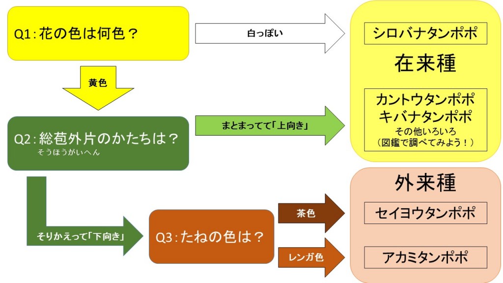 タンポポ在来種と外来種の見分け方