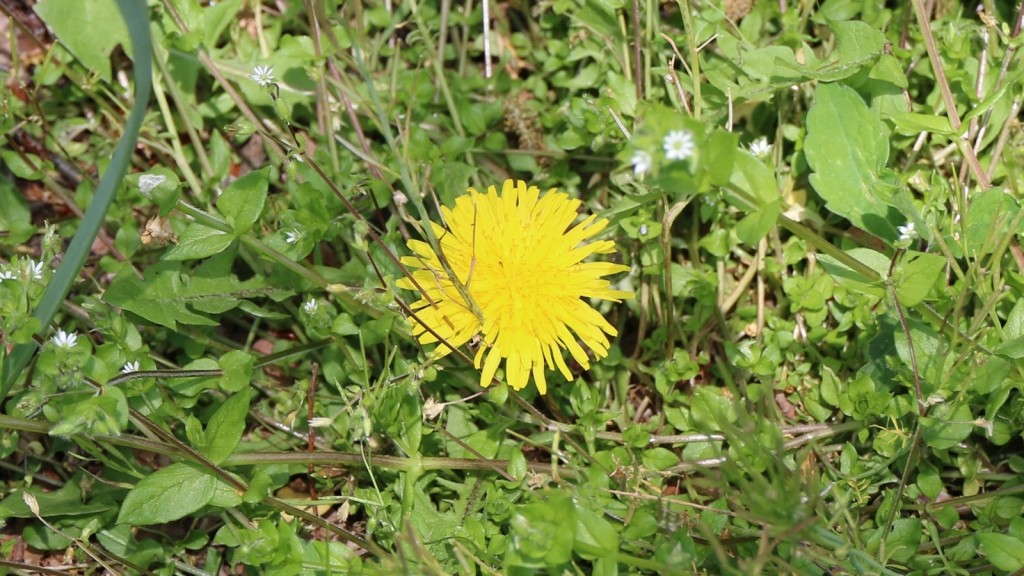 カントウタンポポ