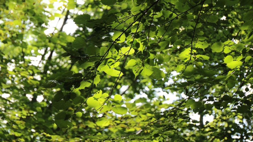 150727_047 のコピー (1)