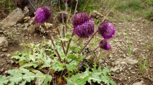 フジアザミ（161009_022） のコピー (1)